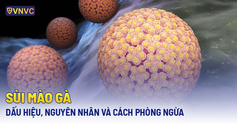 Hình ảnh minh họa các dấu hiệu chó đực bị sưng bộ phận sinh dục như đỏ tấy, chảy dịch, liếm nhiều